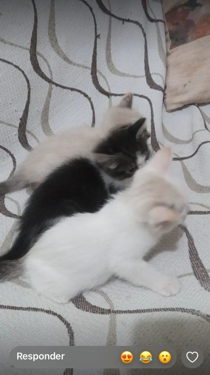 Gatinhos para. Doação  - Foto 5