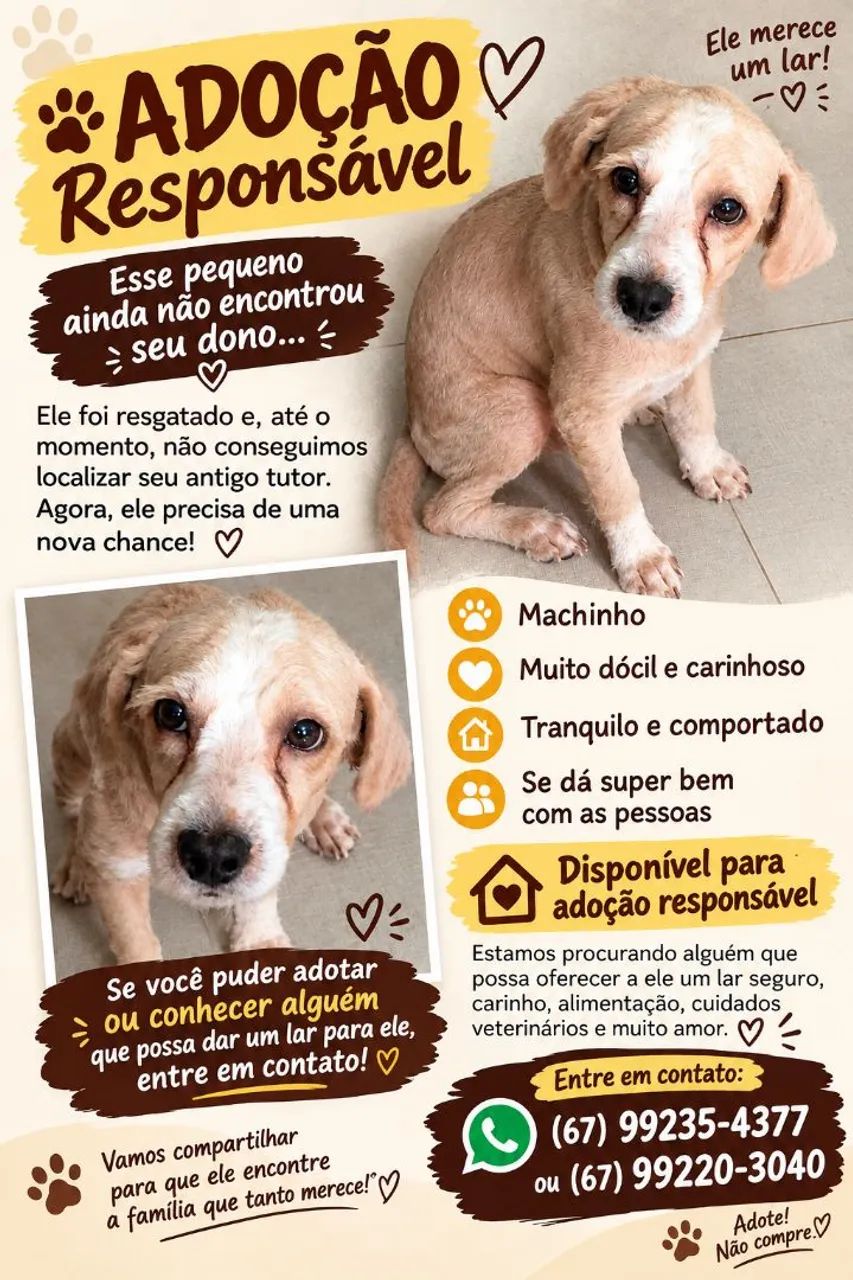 Cachorrinho para adoção 