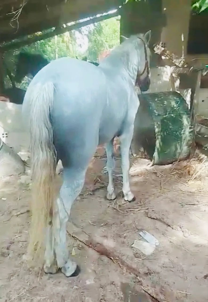 Cavalo - Foto 2