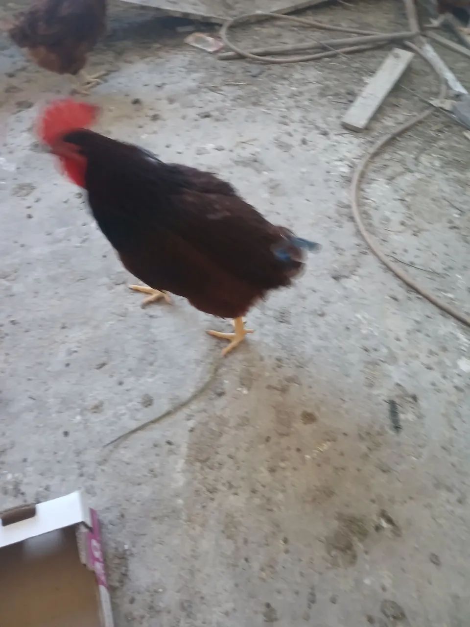 Galos Islan red com Embrapa