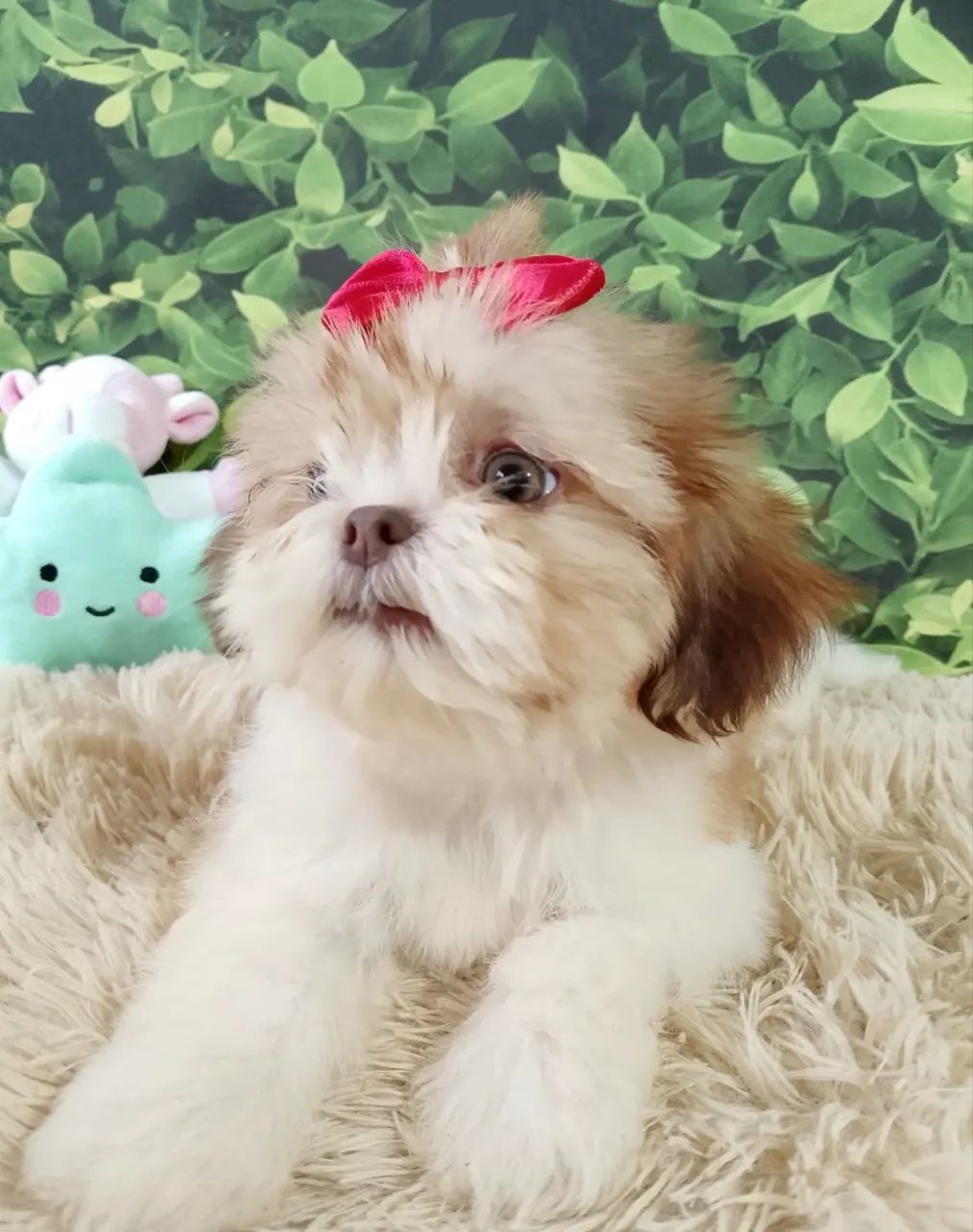 Shihtzu belíssima  - Foto 3