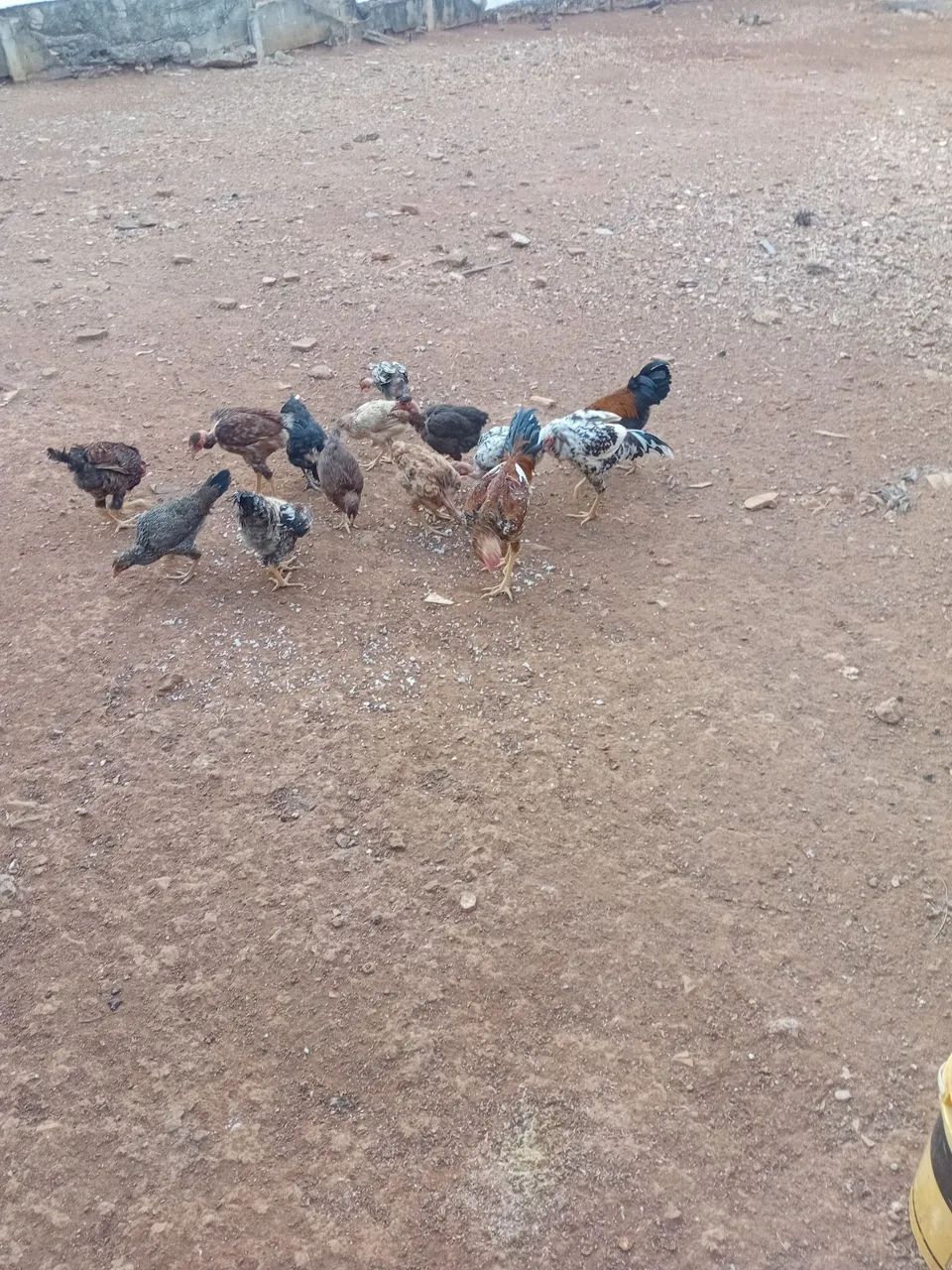 Frangos 