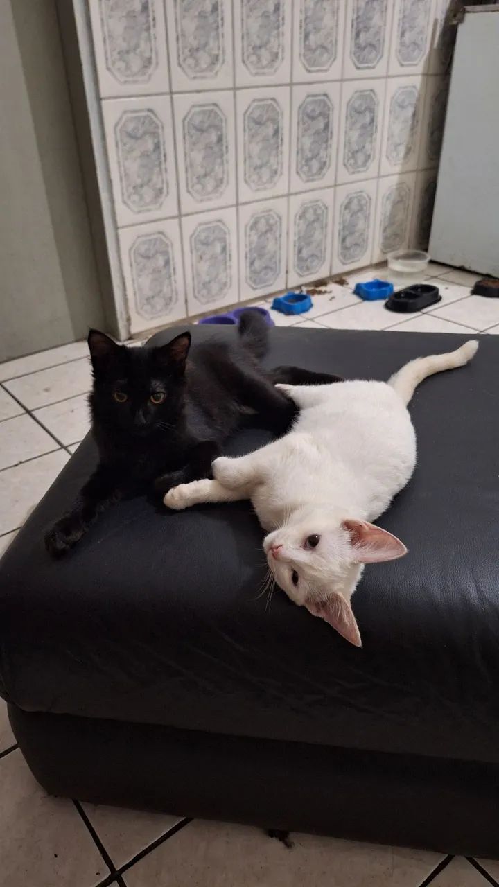 DOA-SE GATA490878091553024003