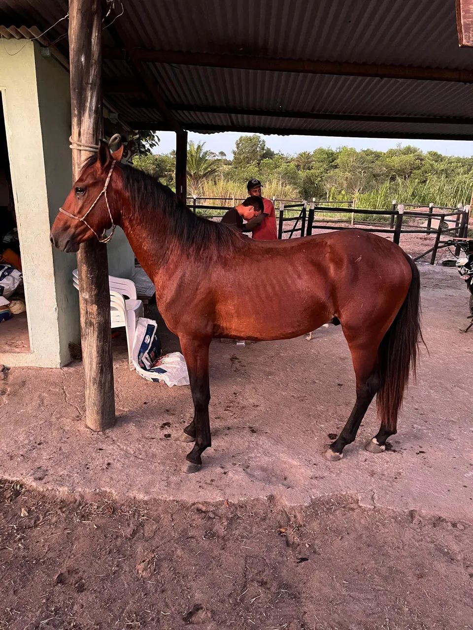 CAVALO MARCHA BATIDA - Foto 3