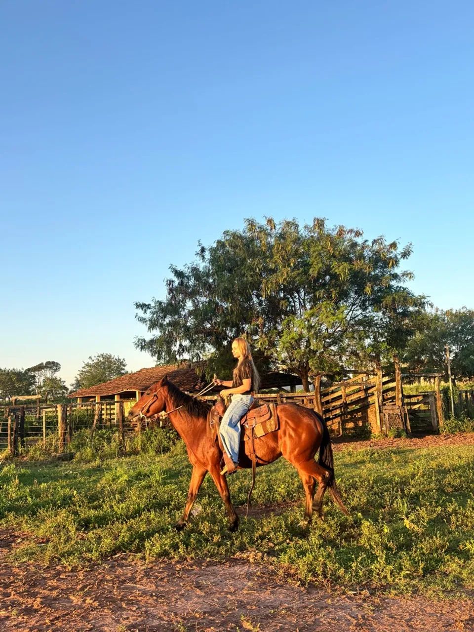 Egua - Quarto de Milha Pura - Foto 5