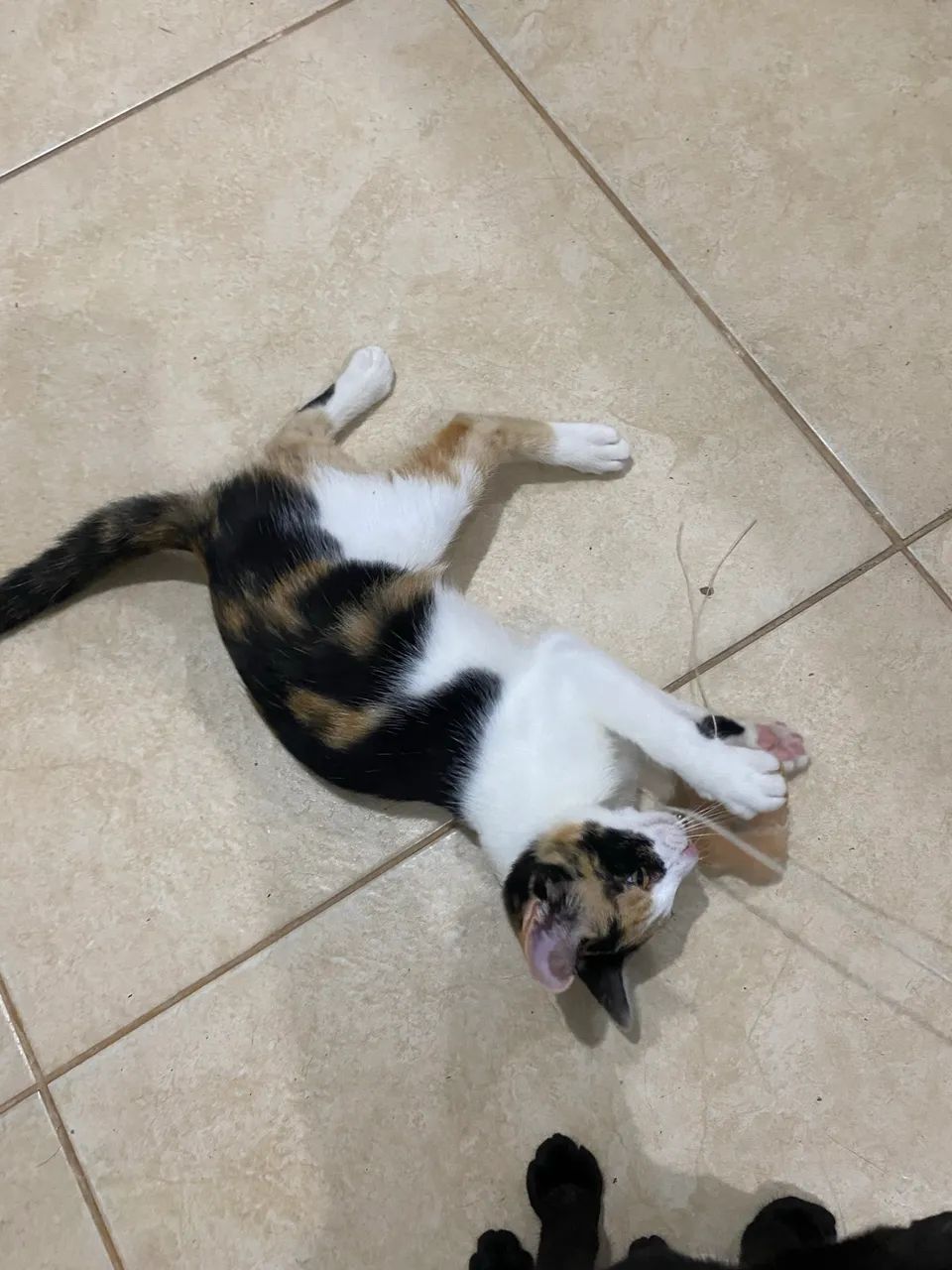 Doação Responsável 