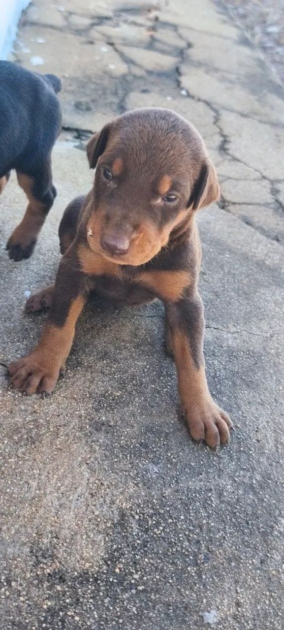 Filhotes de Doberman  - Foto 2
