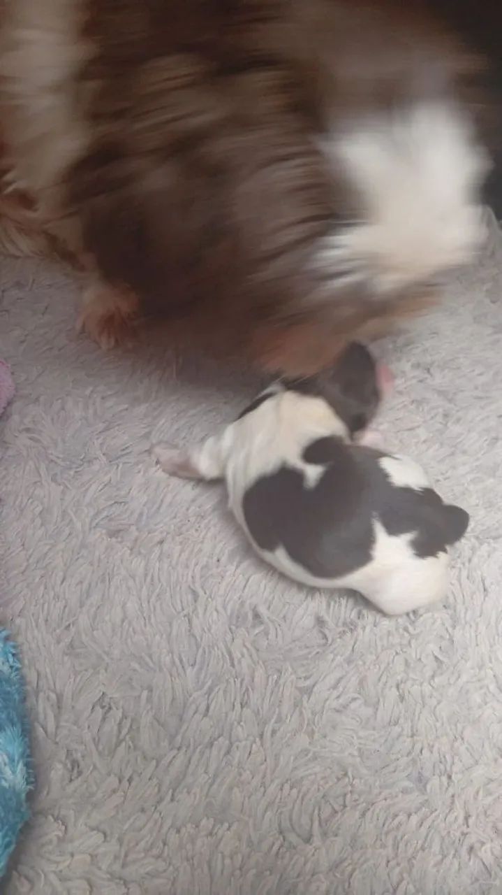 Shitzu 