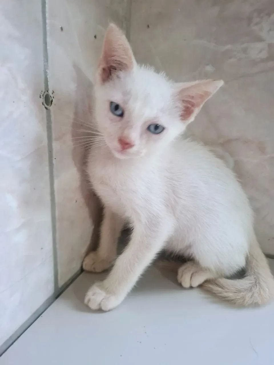Casal de gatos para adoção  - Foto 6