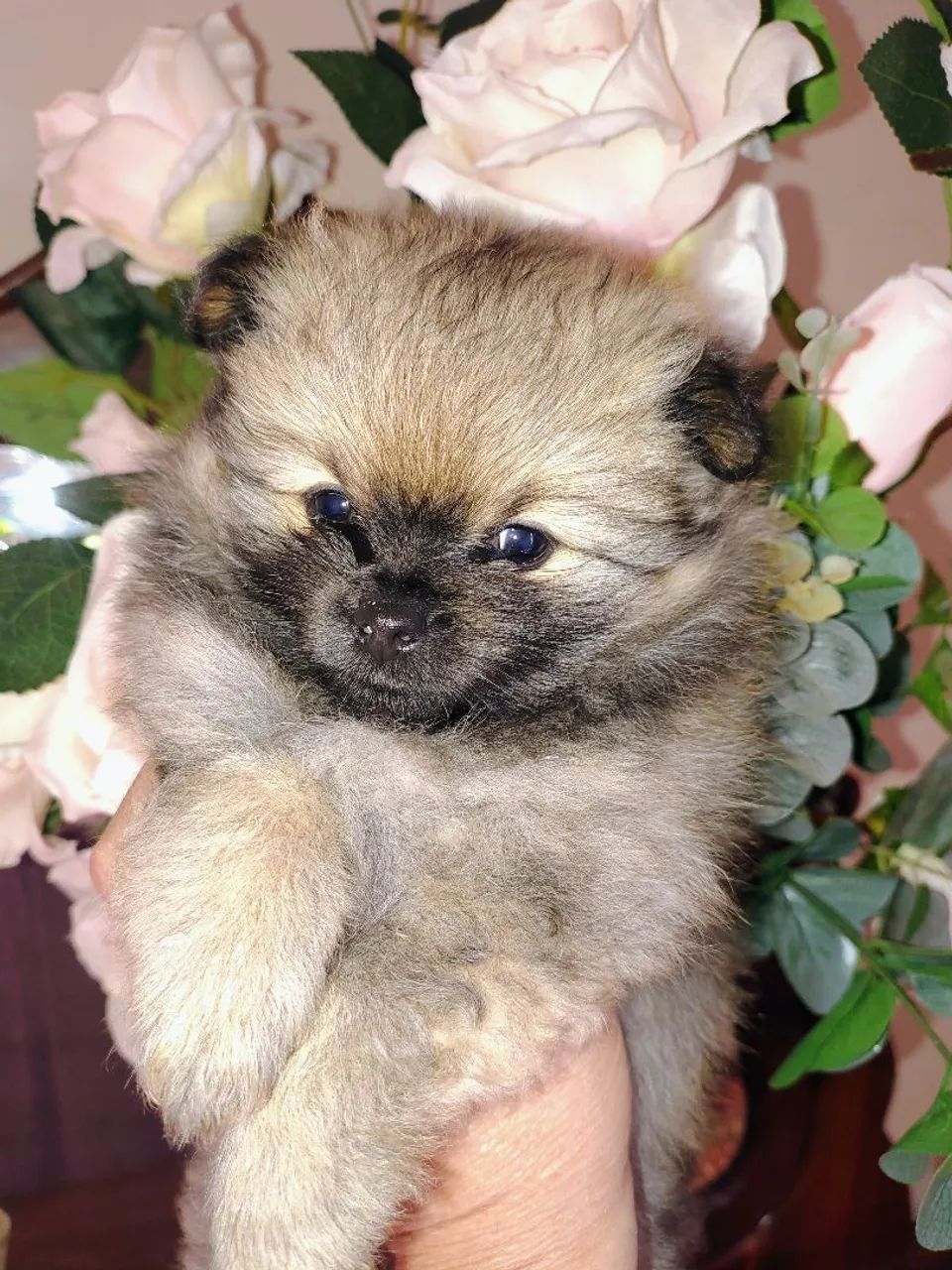 Cachorro Spitz alemão anão  - Foto 2