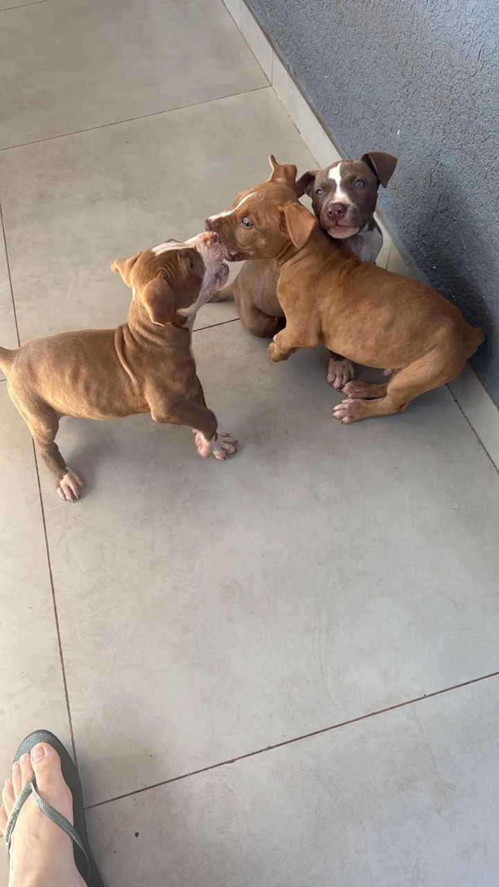 Cachorro - Foto 5