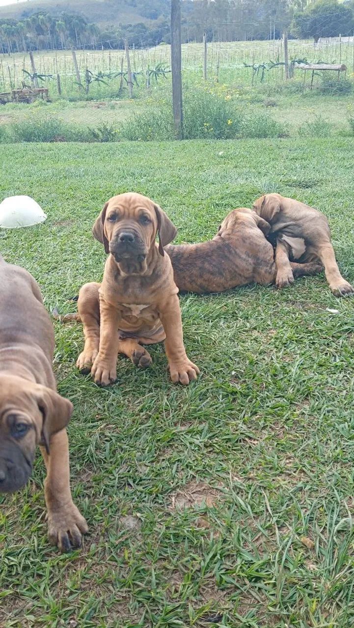 Fila Brasileiro  - Foto 2