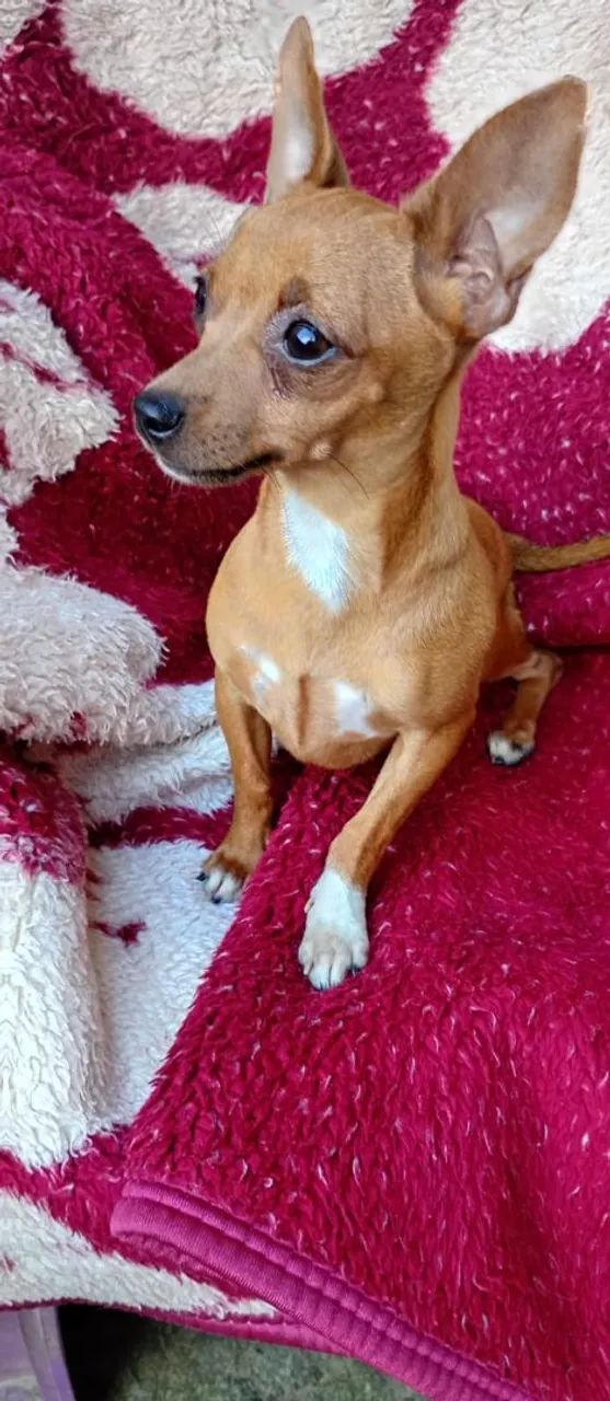 Vendo pinscher 