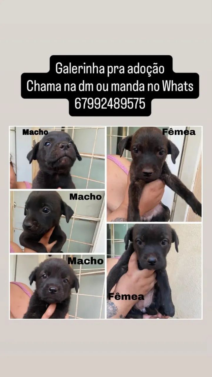 Doação 