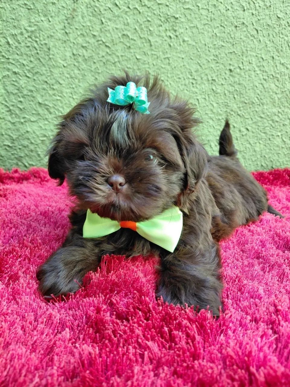 Filhote Shih-tzu macho 