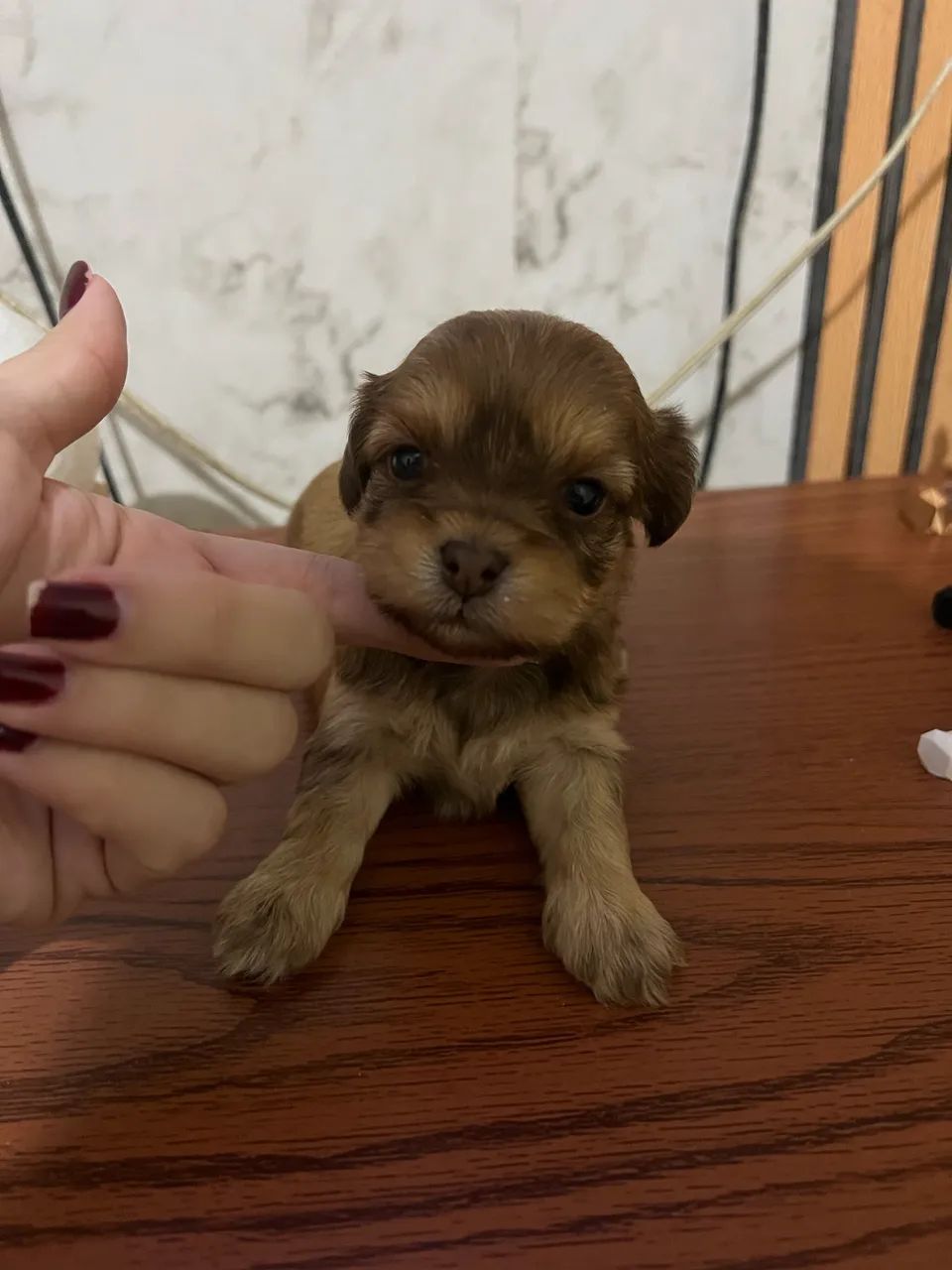 Cachorro - Foto 2