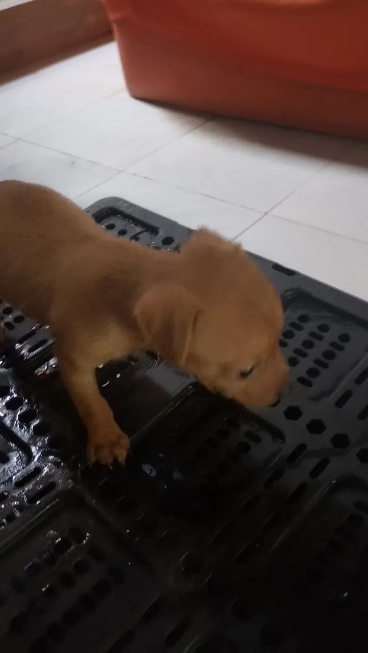 Cachorro Pinscher 0 - Foto 4