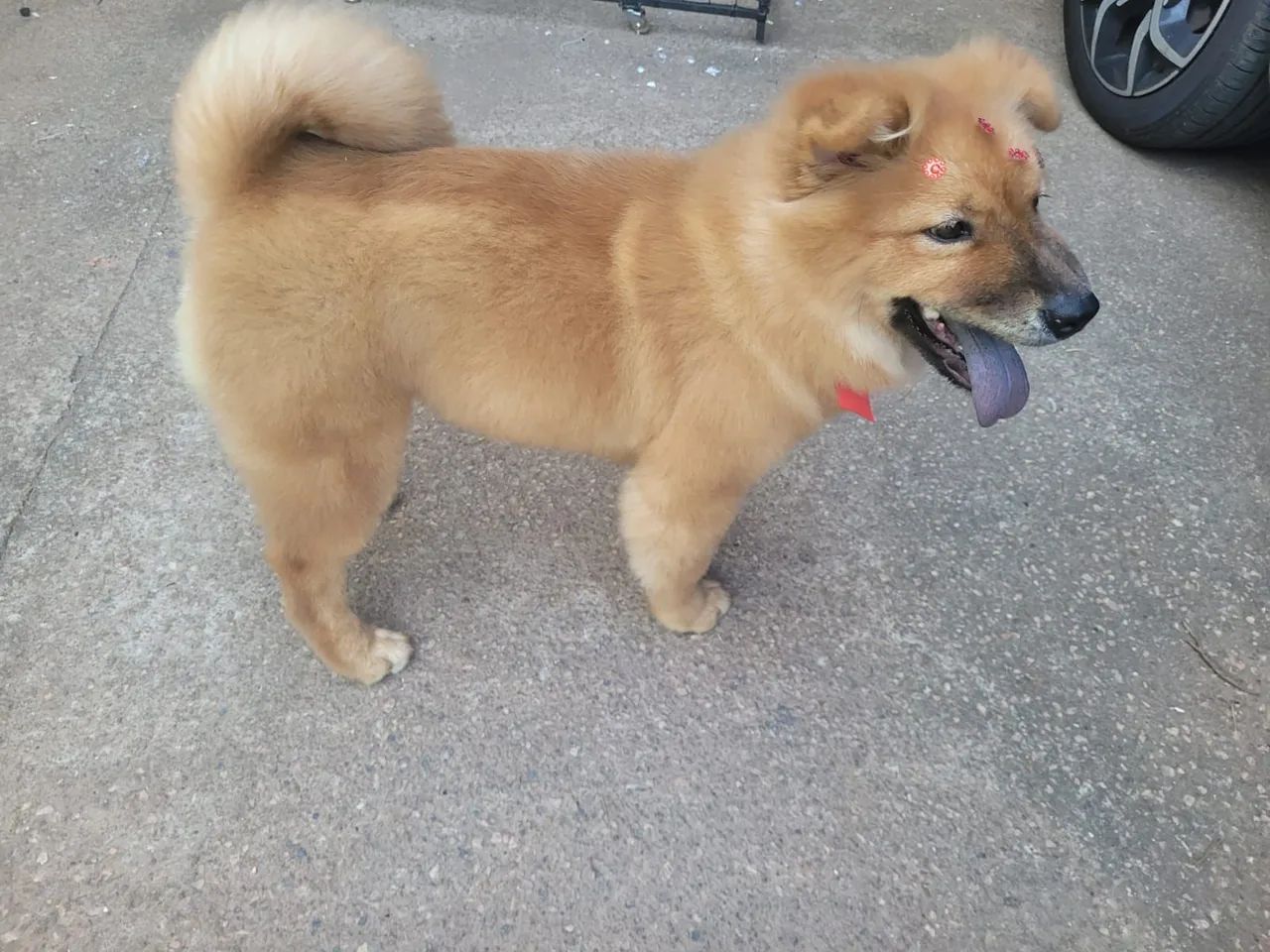 Chow-chow fêmea  - Foto 3
