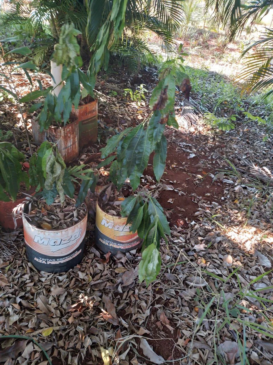 Mudas de plantas - Foto 2