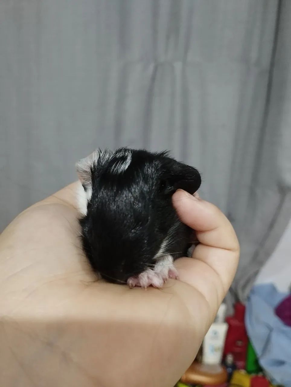 Porquinho da índia filhote macho