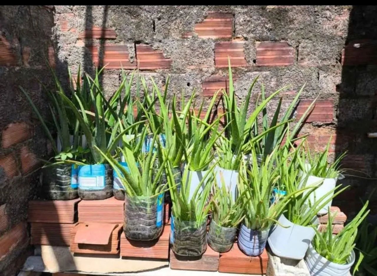 Barbosas (aloe-vera) - Foto 4