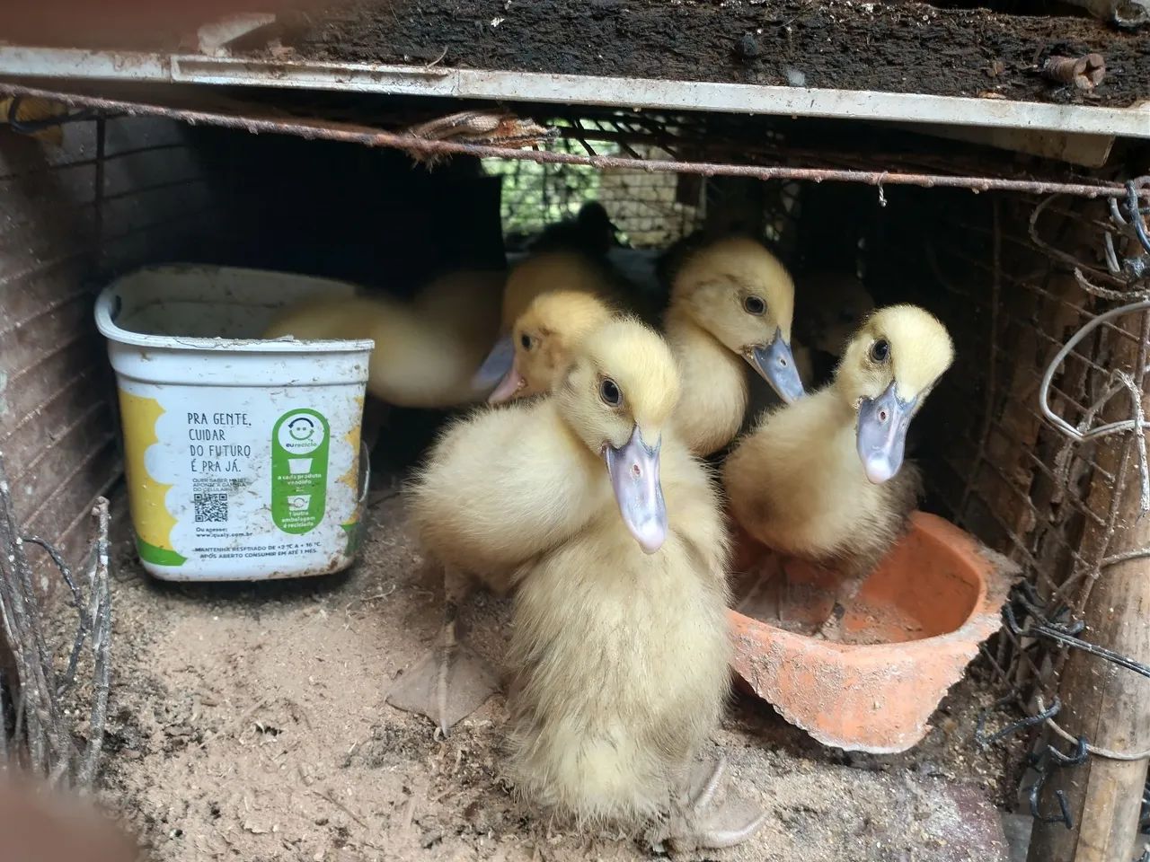 Patinhos com boa idade , espertos e com preço promocional - Foto 2