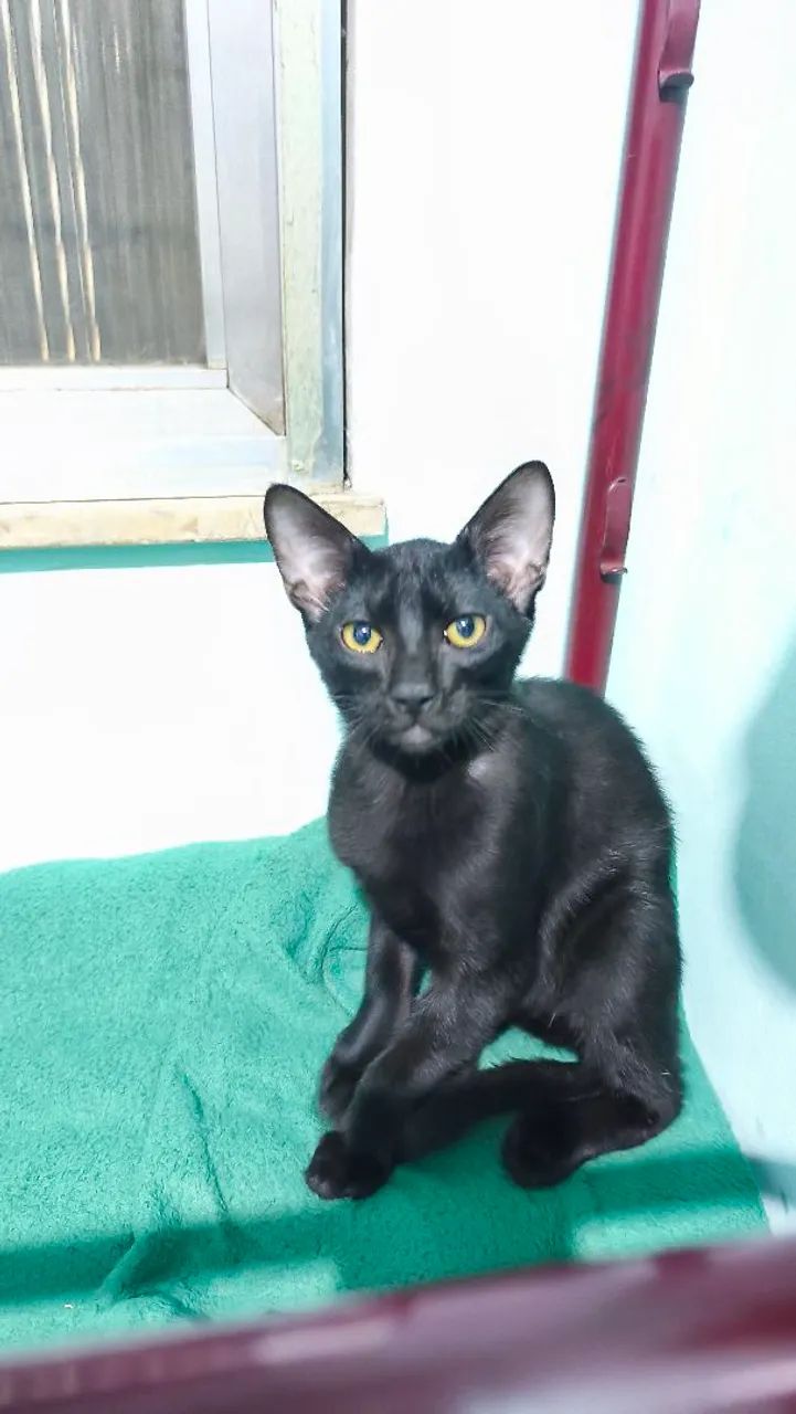 Gatos filhotes doação  - Foto 3