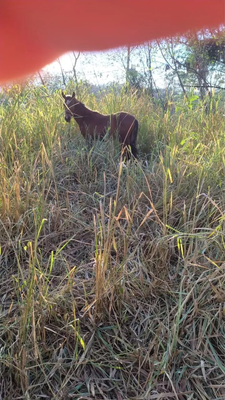 Cavalo potro 8 meses 