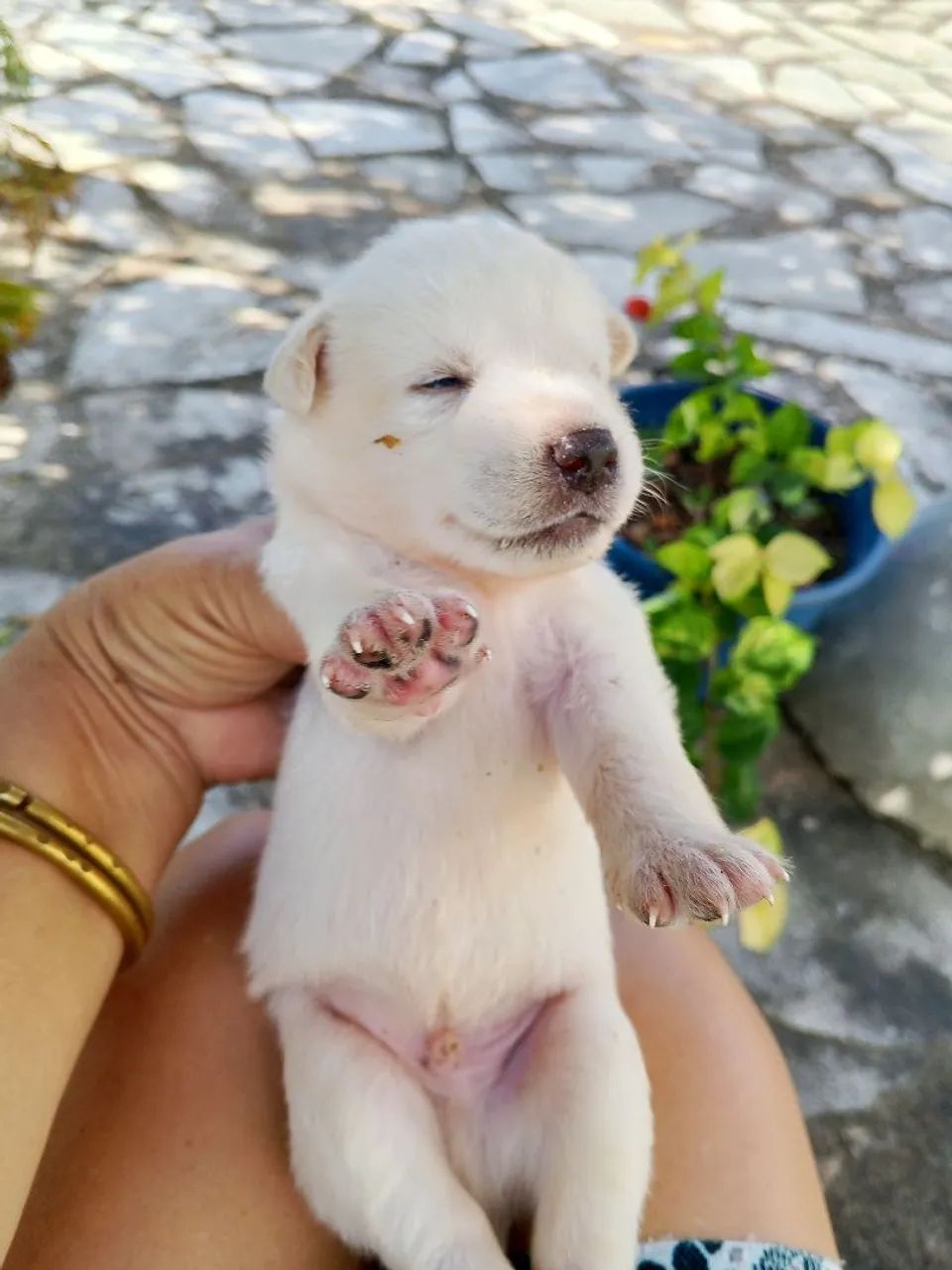 Filhos caramelos  - Foto 4