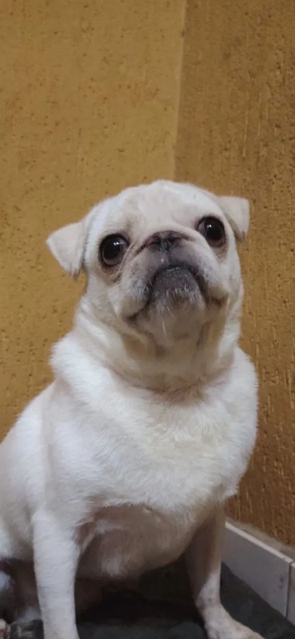 Cachorro pug branco raro  - Foto 3