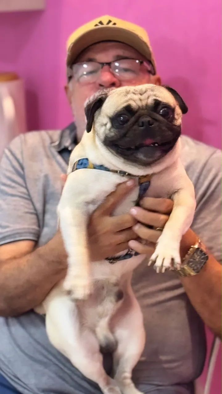 Pug procura-se namorada - Foto 2