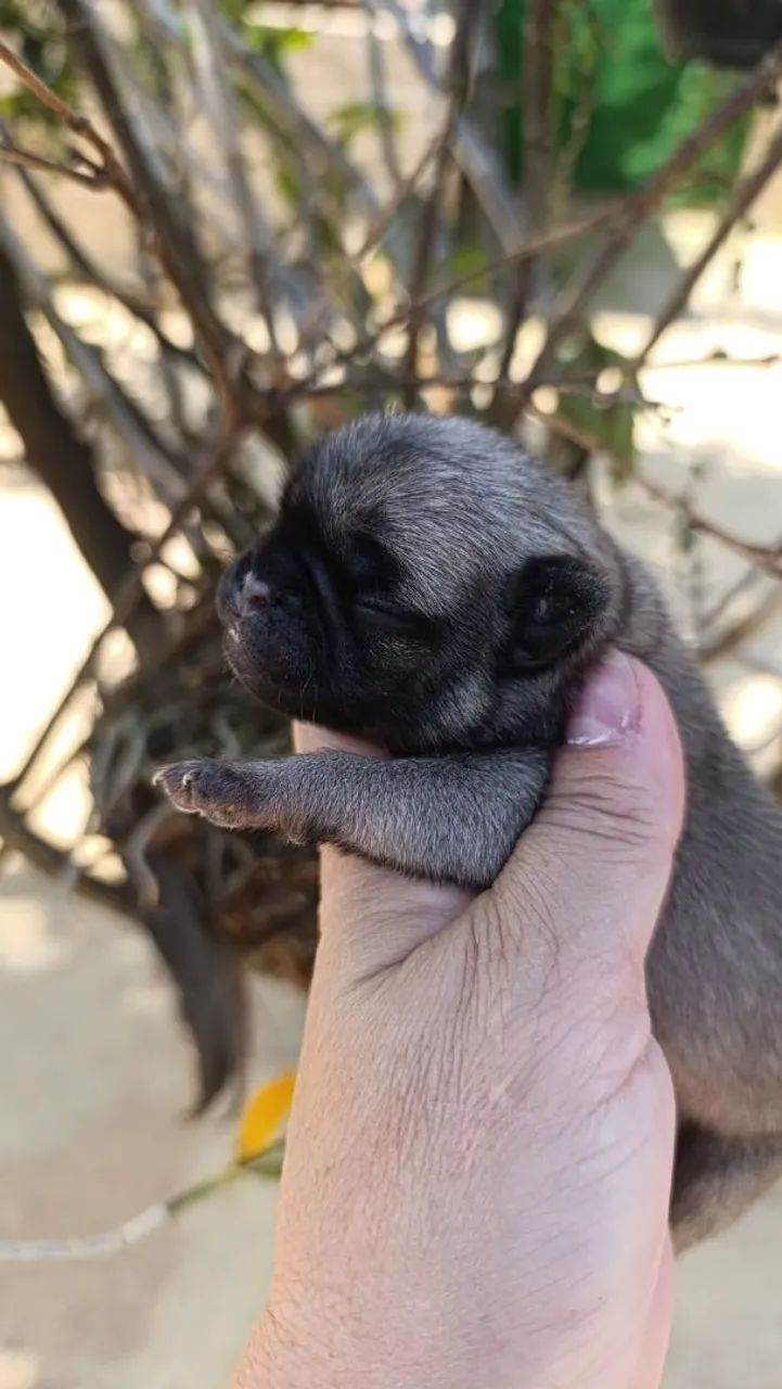 Pug macho para reserva  - Foto 2