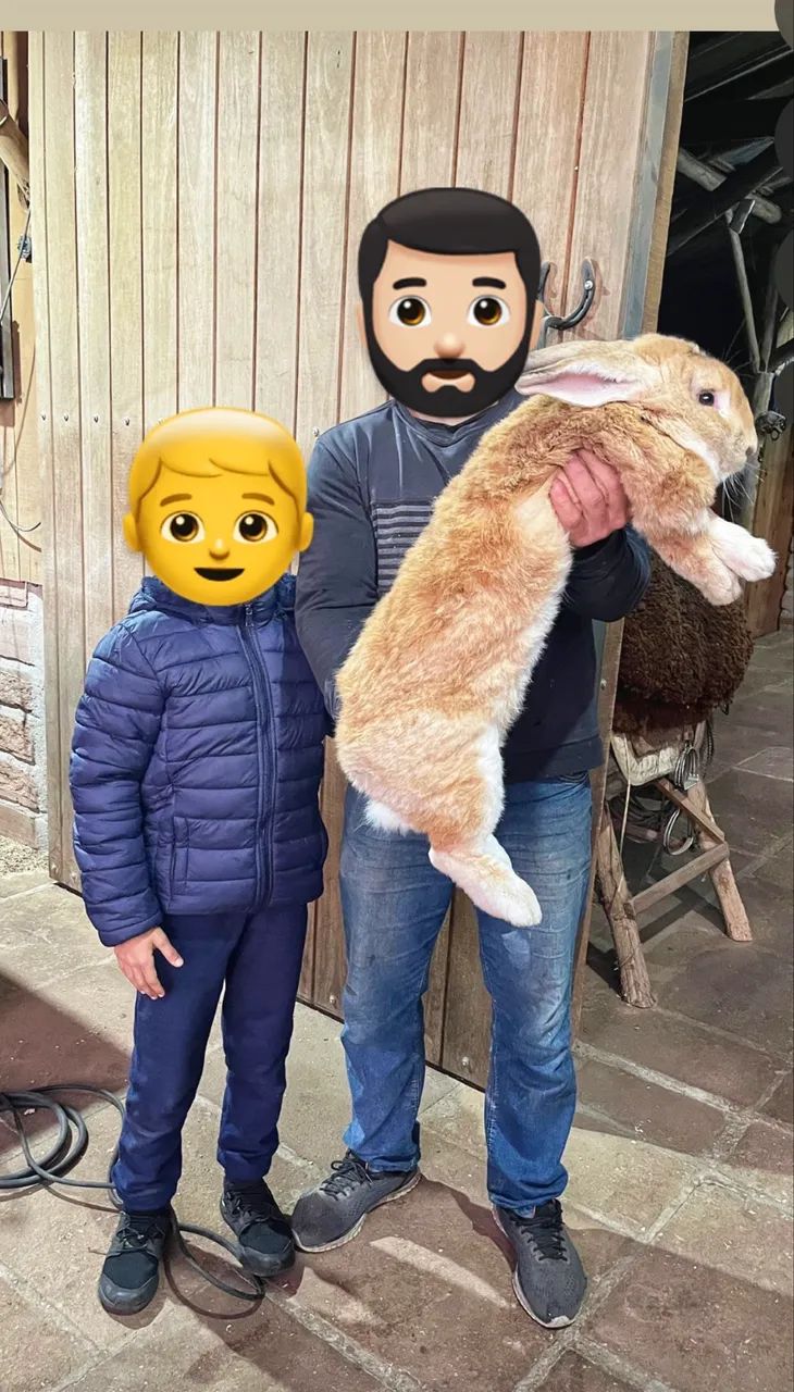 Filhote de coelho gigante 