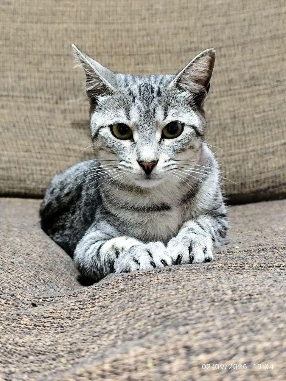 Adoção gato - Foto 5