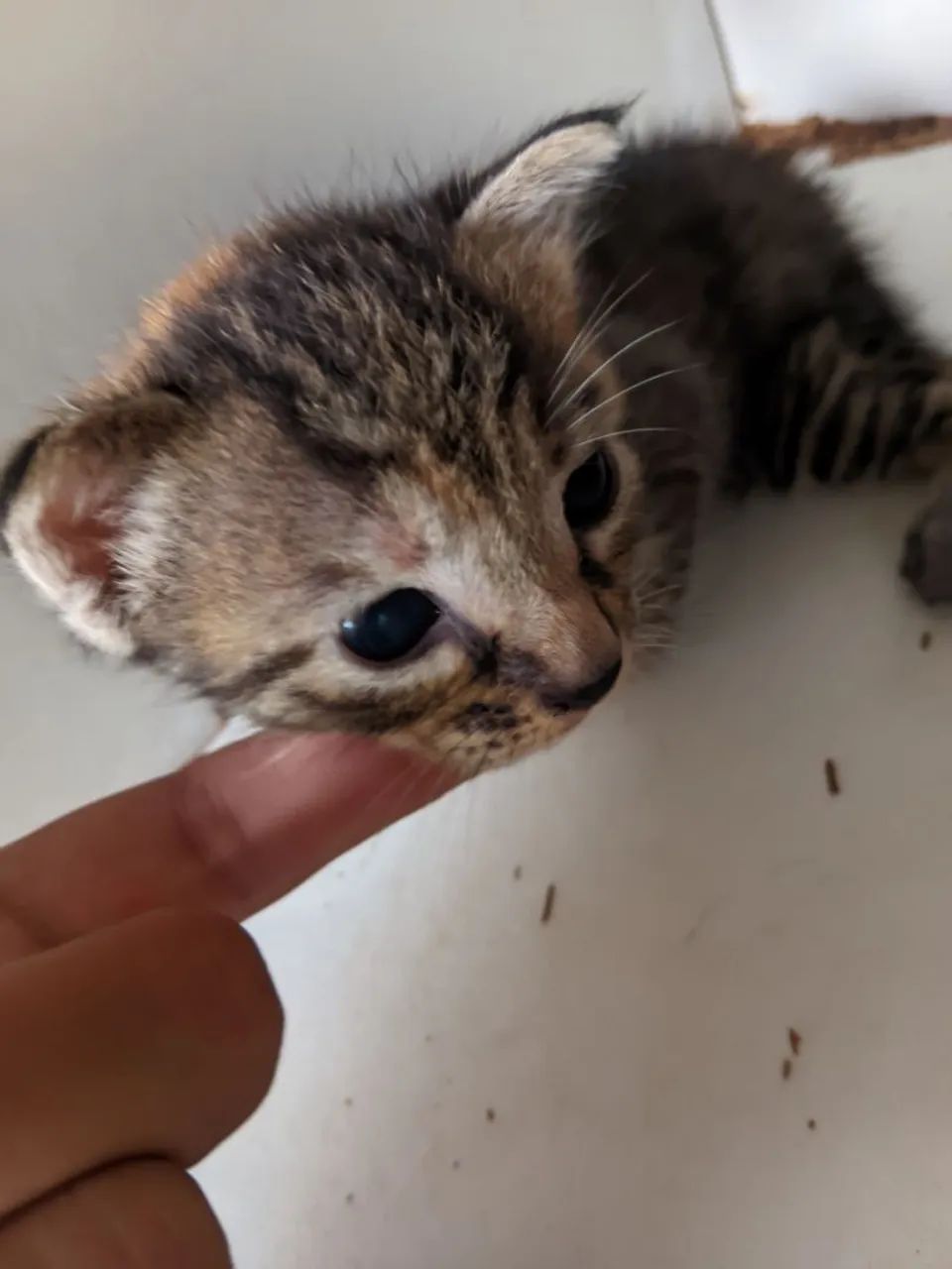 Kitten Donation65570179865090121