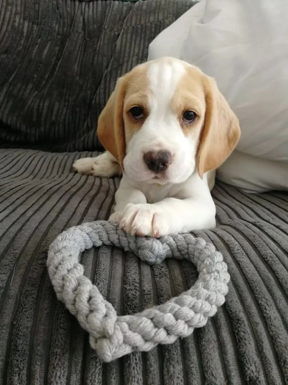 Beagle Filhotes - Foto 2