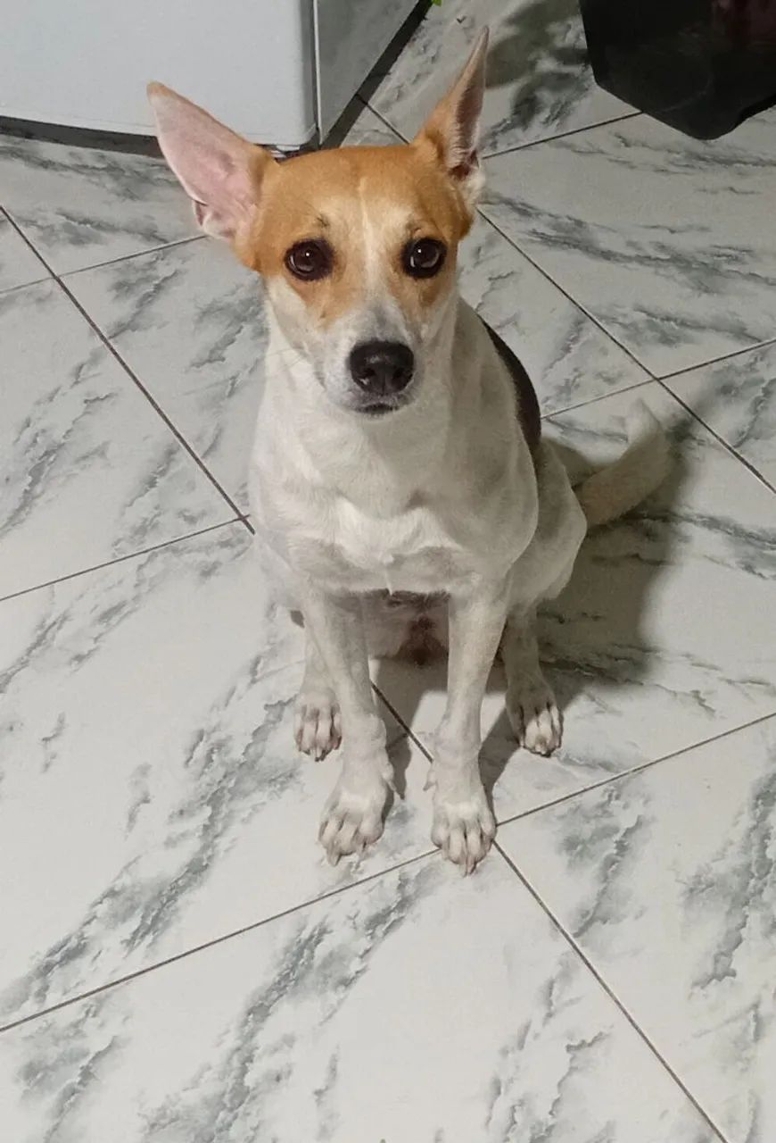 Cachorra 