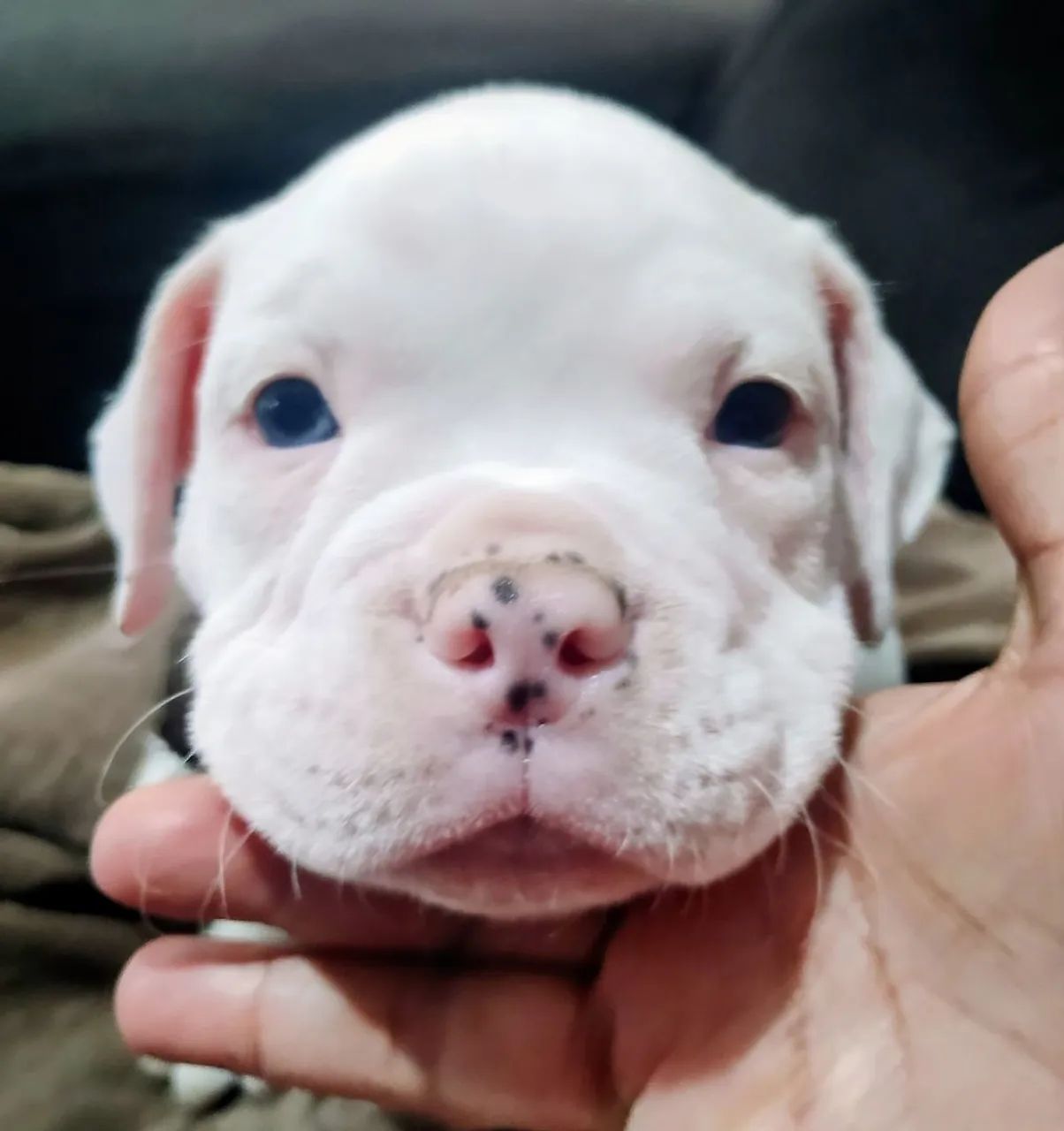 AMERICAN BULLY MACHO - Foto 2