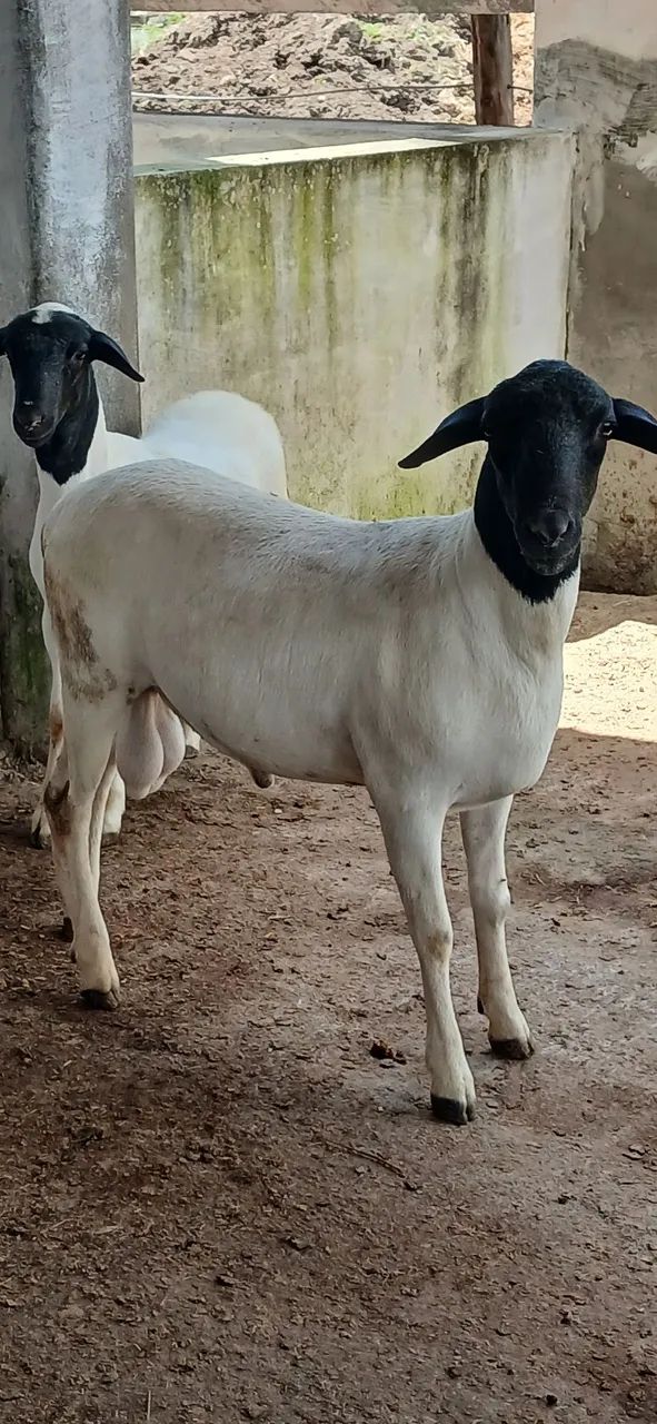 Borrego Soinga