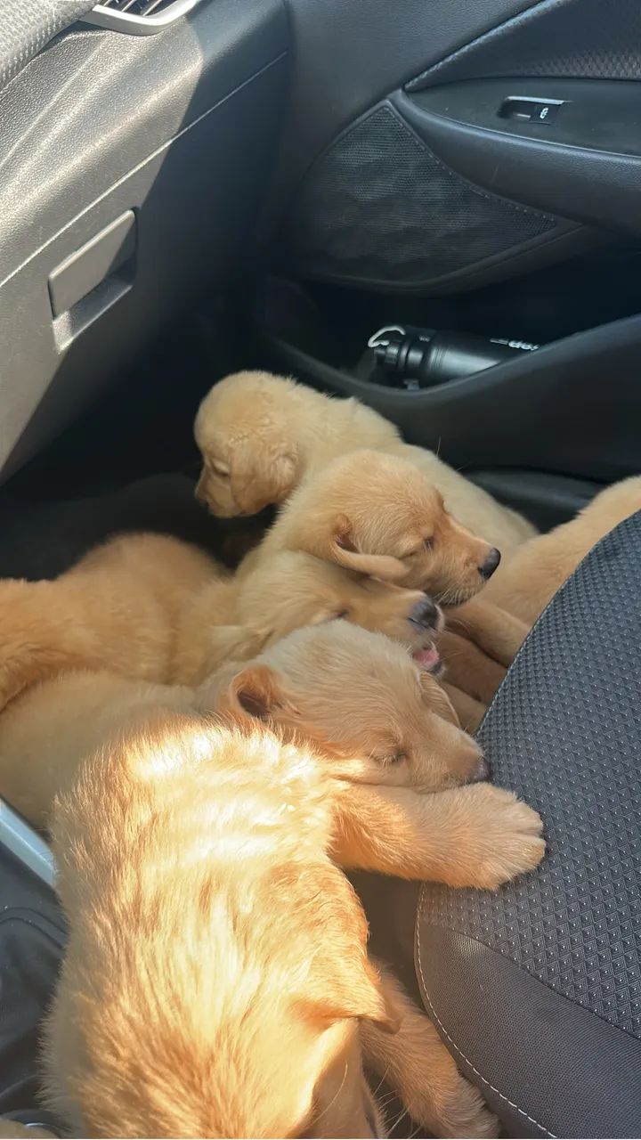 Filhotes de Golden Retriever - Foto 2
