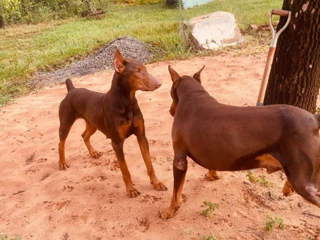 vendo doberman - Foto 2
