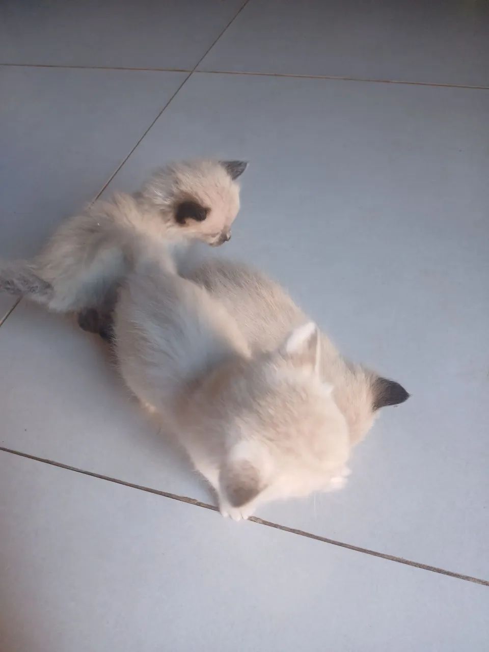 DOA- SE GATOS, TODOS SAUDÁVEIS! - Foto 4