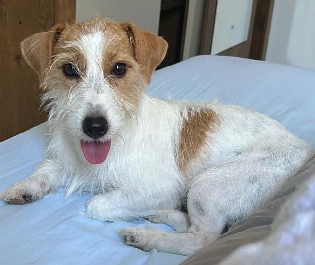 Procura Jack Russel macho - Foto 2