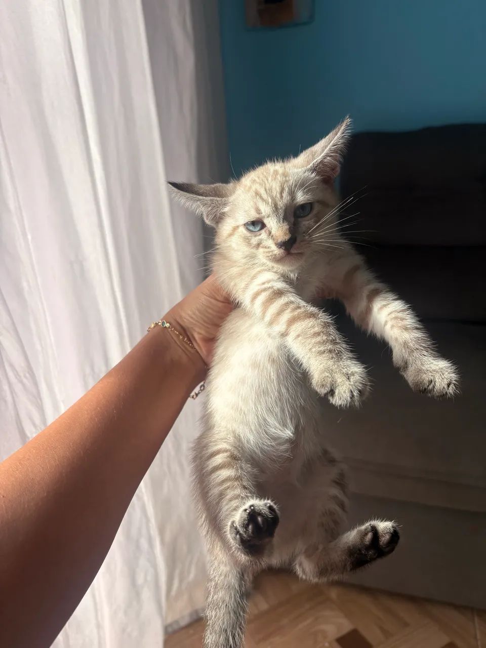 Doação de gatinhas  - Foto 3