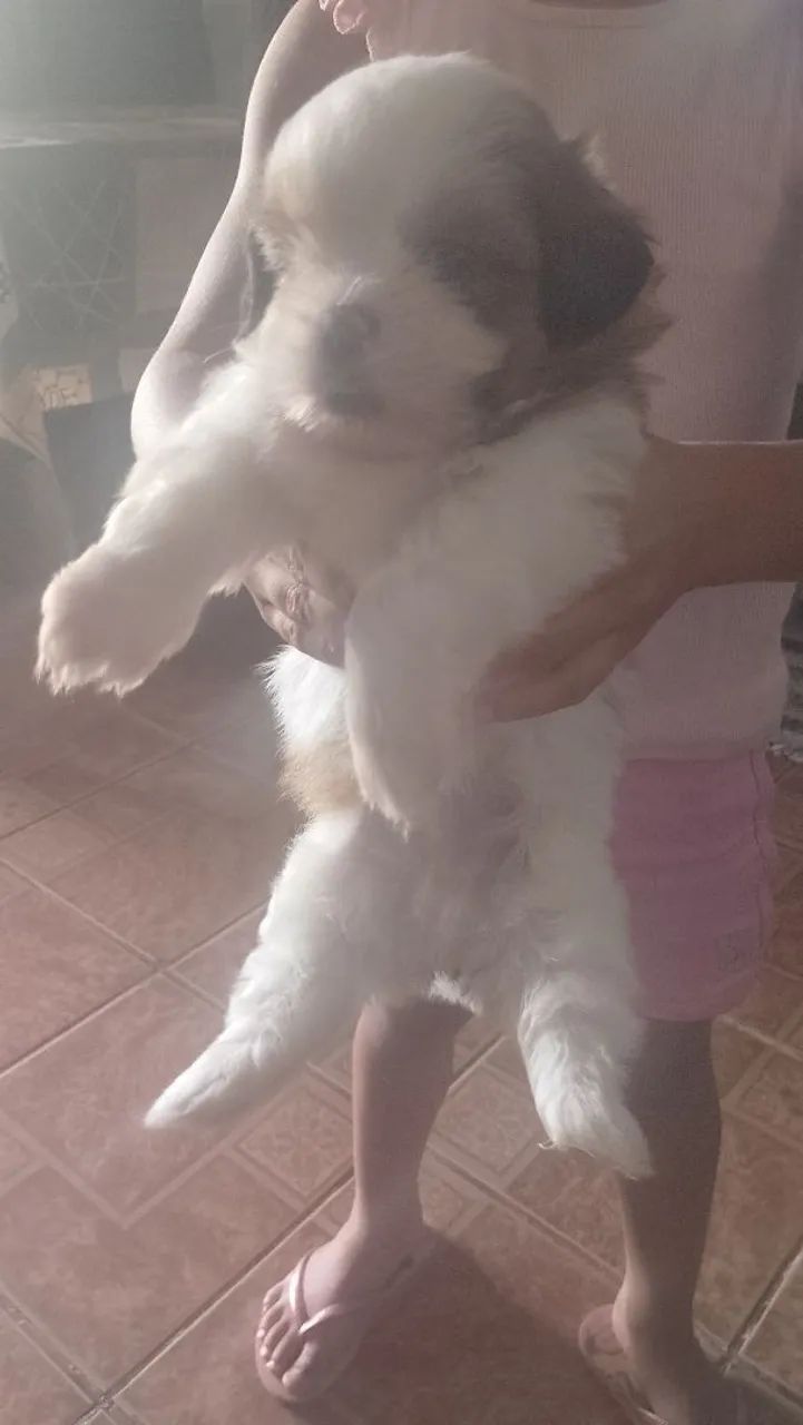 Vende.se cachorro shitus machinho com 35 dias valor 650 reais  comendo ração molhadinha ja - Foto 2
