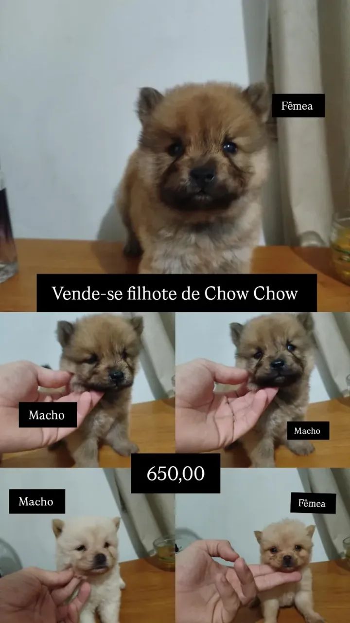 Chow Chow 