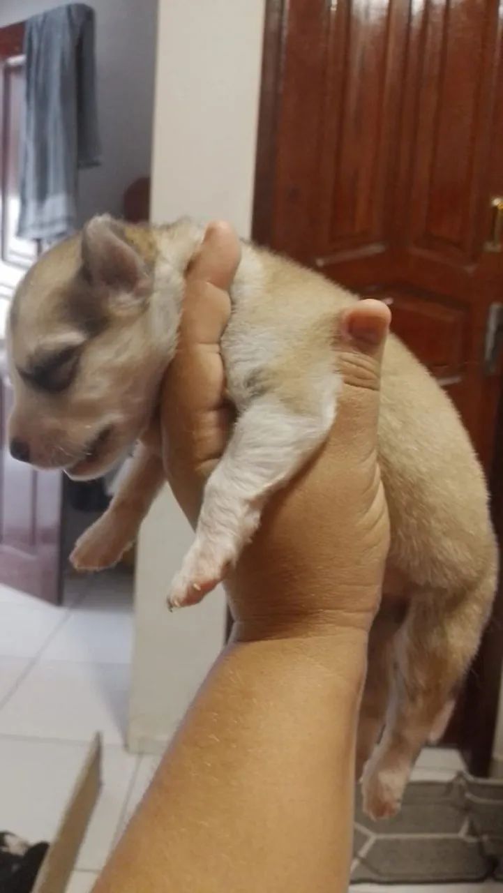 Husky siberiano - Foto 3