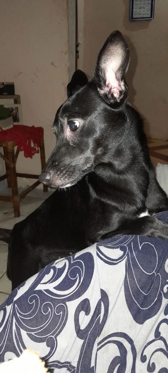 Vendendo - Foto 2