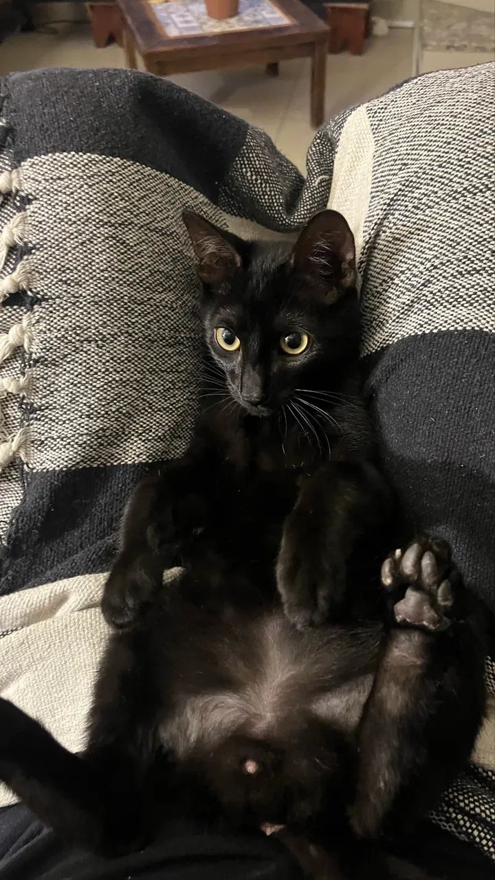 Gato com 3 meses  - Foto 2