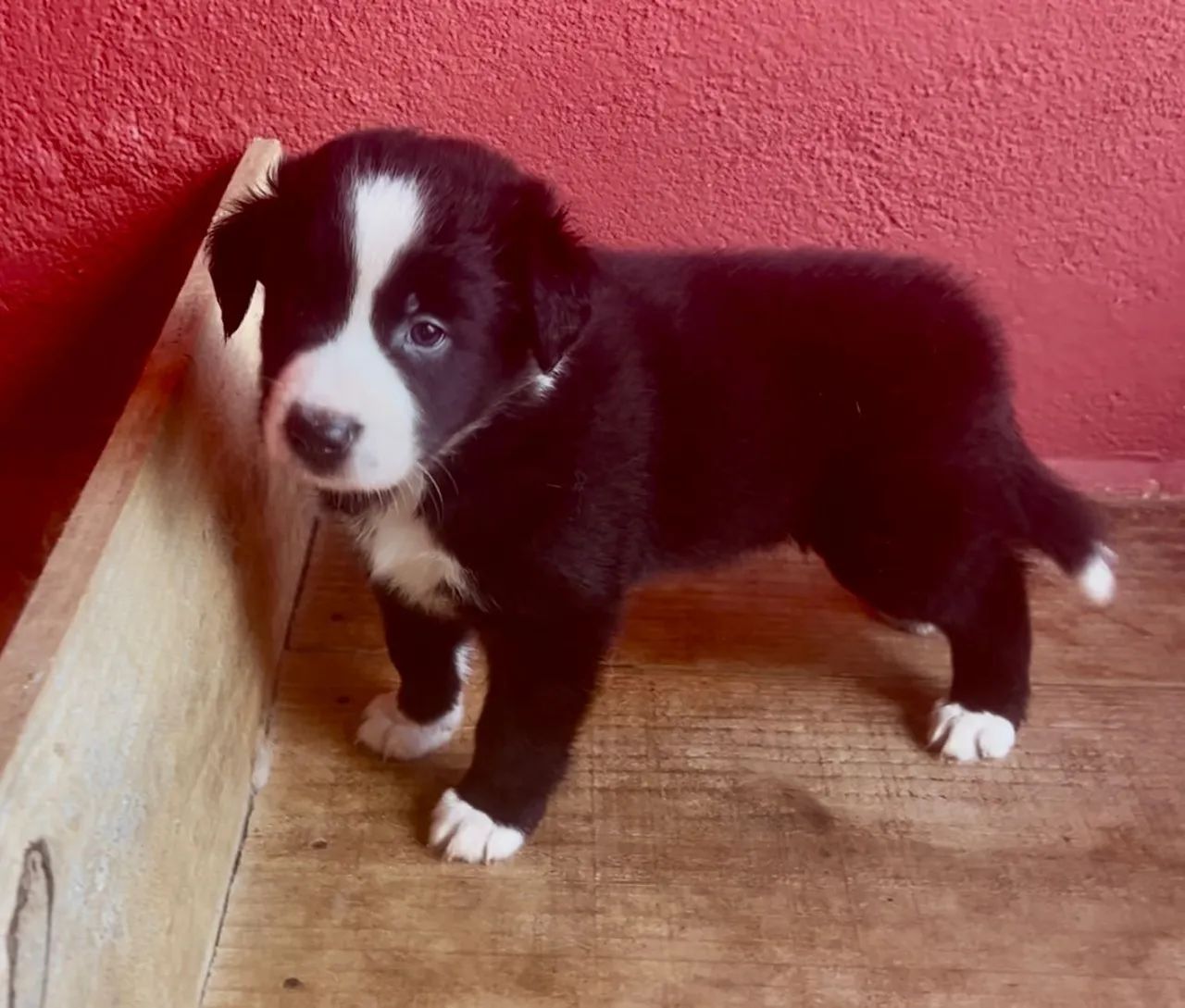 Border Collie macho  - Foto 5